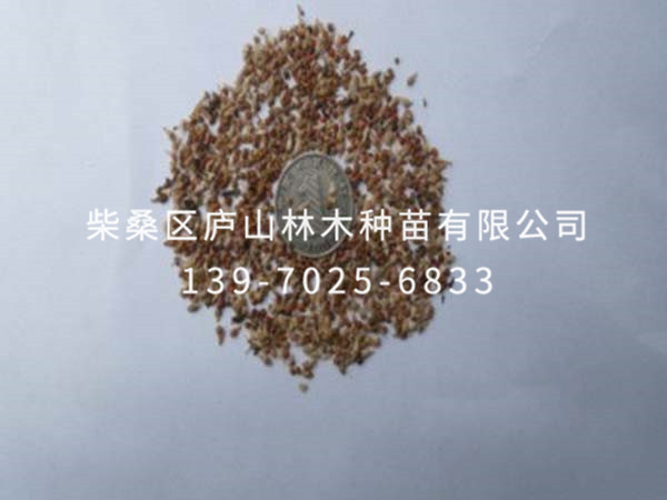 構(gòu)樹(shù)種子