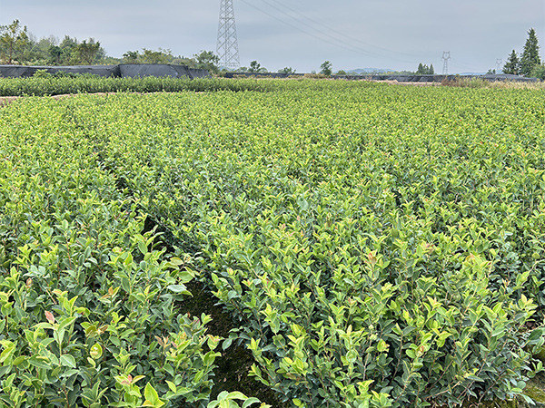 油茶苗